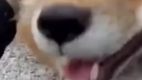 The cutest Fox!