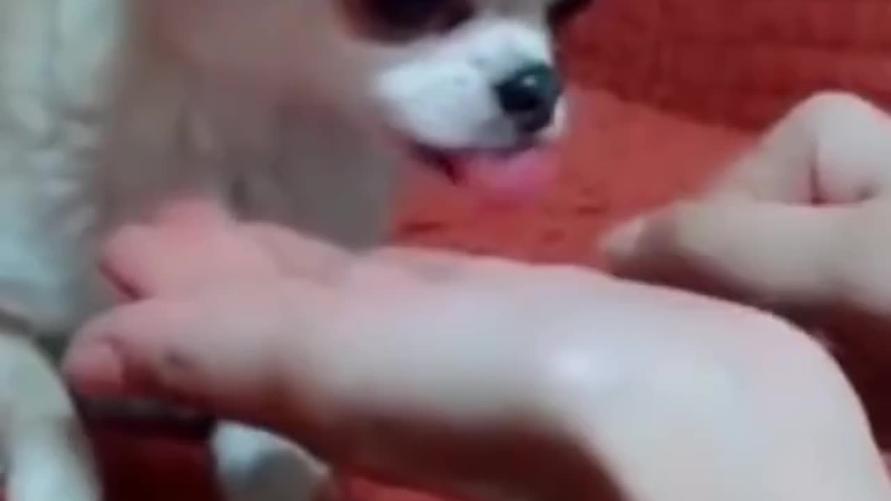 When Cats and Dogs Collide – Hilarious Moments Caught on Camera!