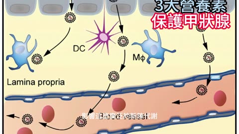3大營養素 保護甲狀腺