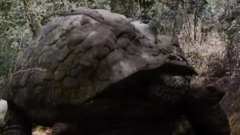 GIANT TURTLE