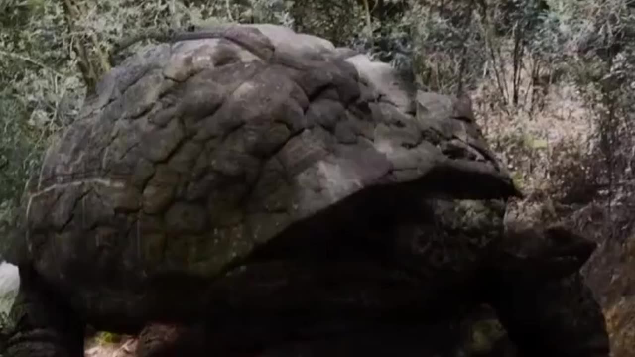 GIANT TURTLE