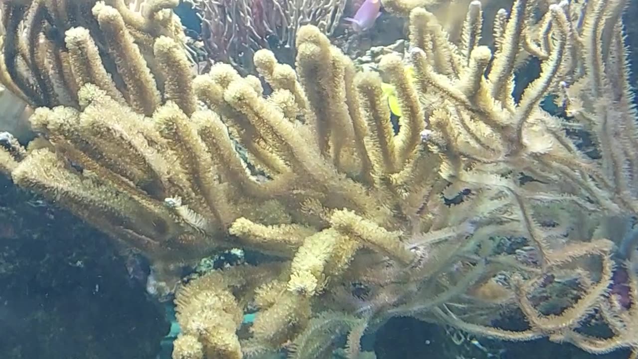 sea fish