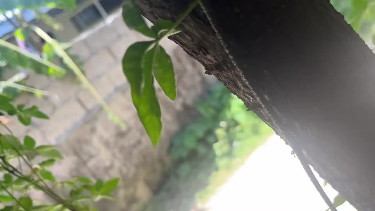 Reptile🦎connection Nepal #nepal #pokhara