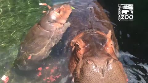 Hippos treated to watermelons