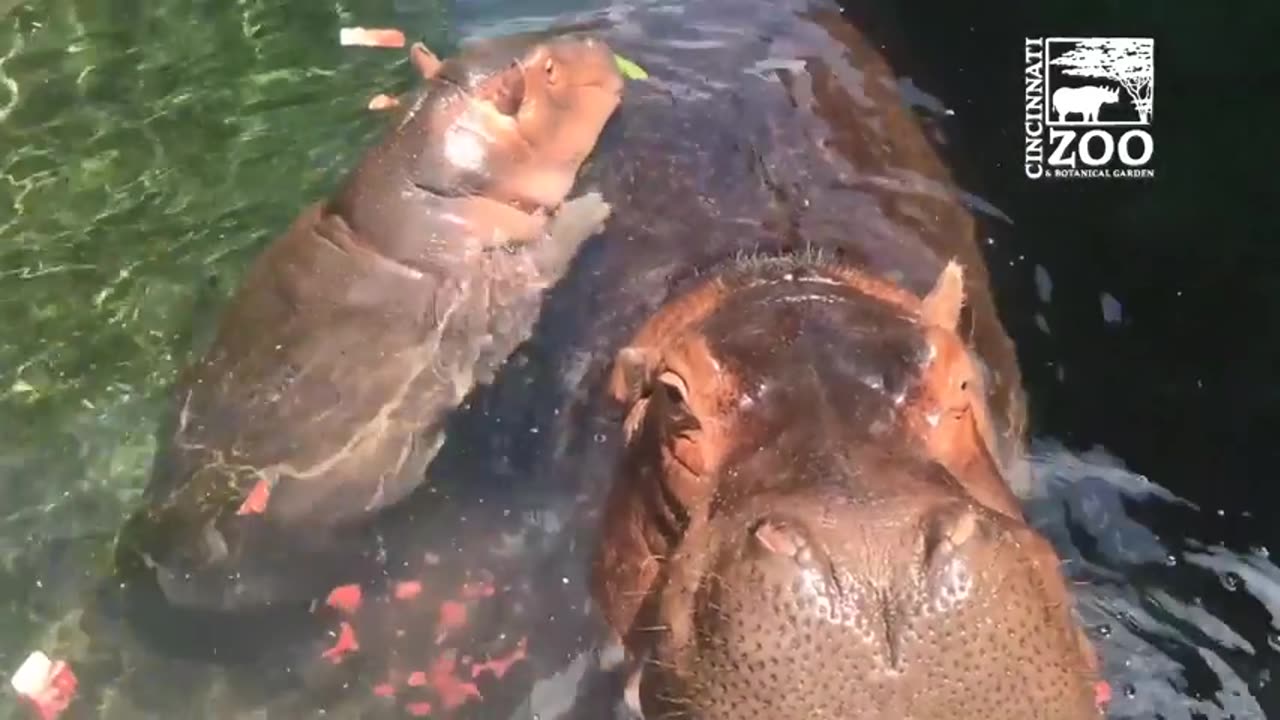 Hippos treated to watermelons