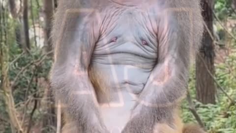 Funny animals video