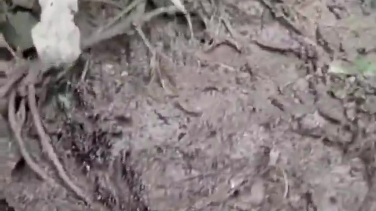 Why this Ants ??? Why not human ?