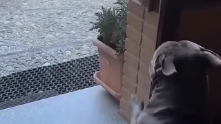 This man rescued the abandoned dog from the shelter and raised it with love