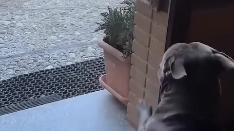 This man rescued the abandoned dog from the shelter and raised it with love