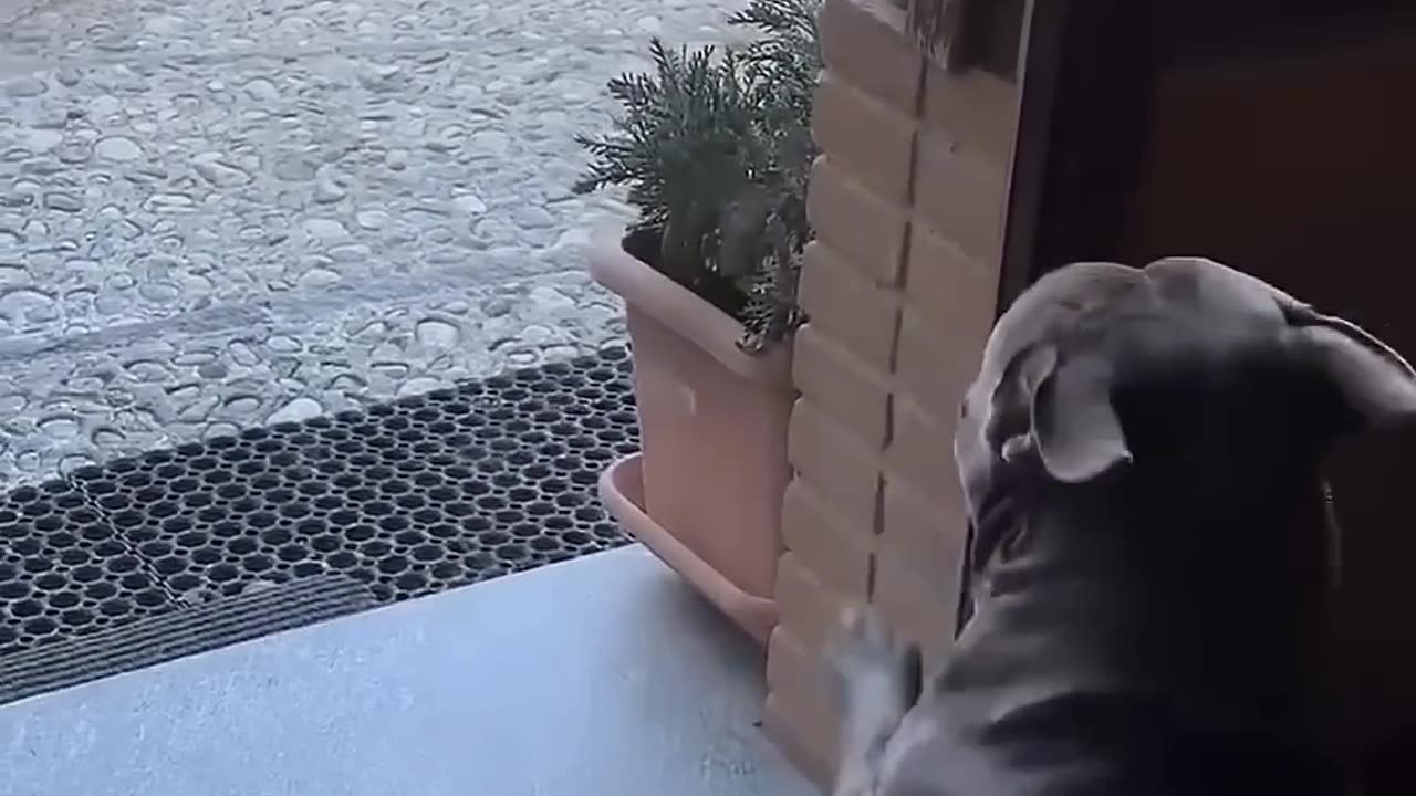 This man rescued the abandoned dog from the shelter and raised it with love