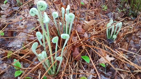 Fiddleheads