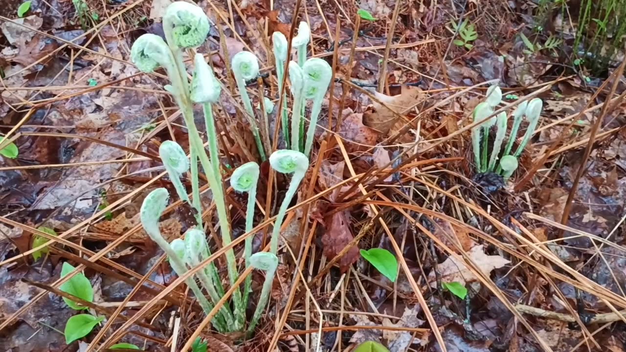 Fiddleheads
