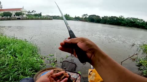 Dace Bait Fishing in Clear River Riffles