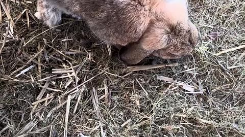 sötchock från världens fluffigaste kaninunge