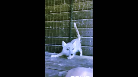 Little fox