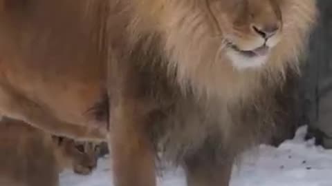 animals