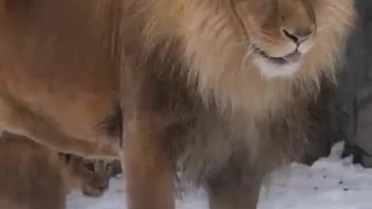 animals