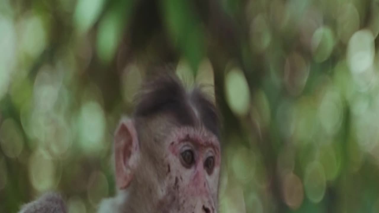 🐒 Senoj – Up the Hill | Climbing Back Stronger ⛰️