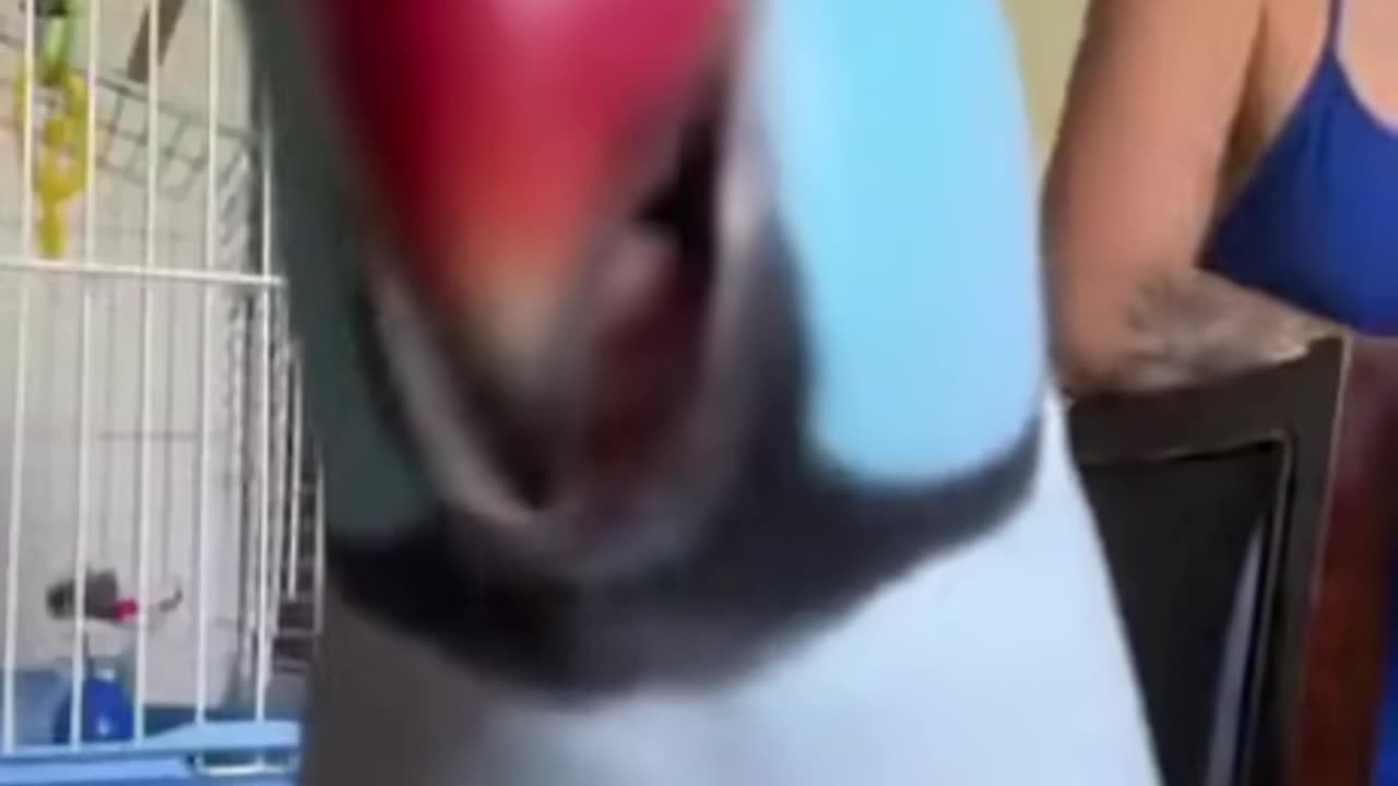 Talking Parrot Made Us Laugh So Hard! #parrot #talkingparrot #funnyvideo #shorts #animalcomedy