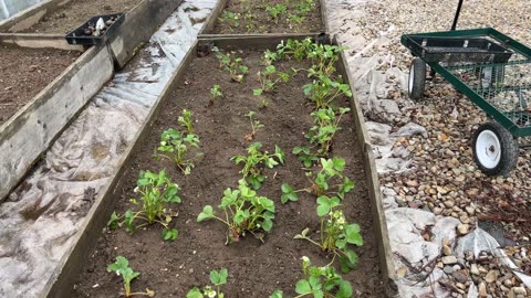 Strawberry growing methods