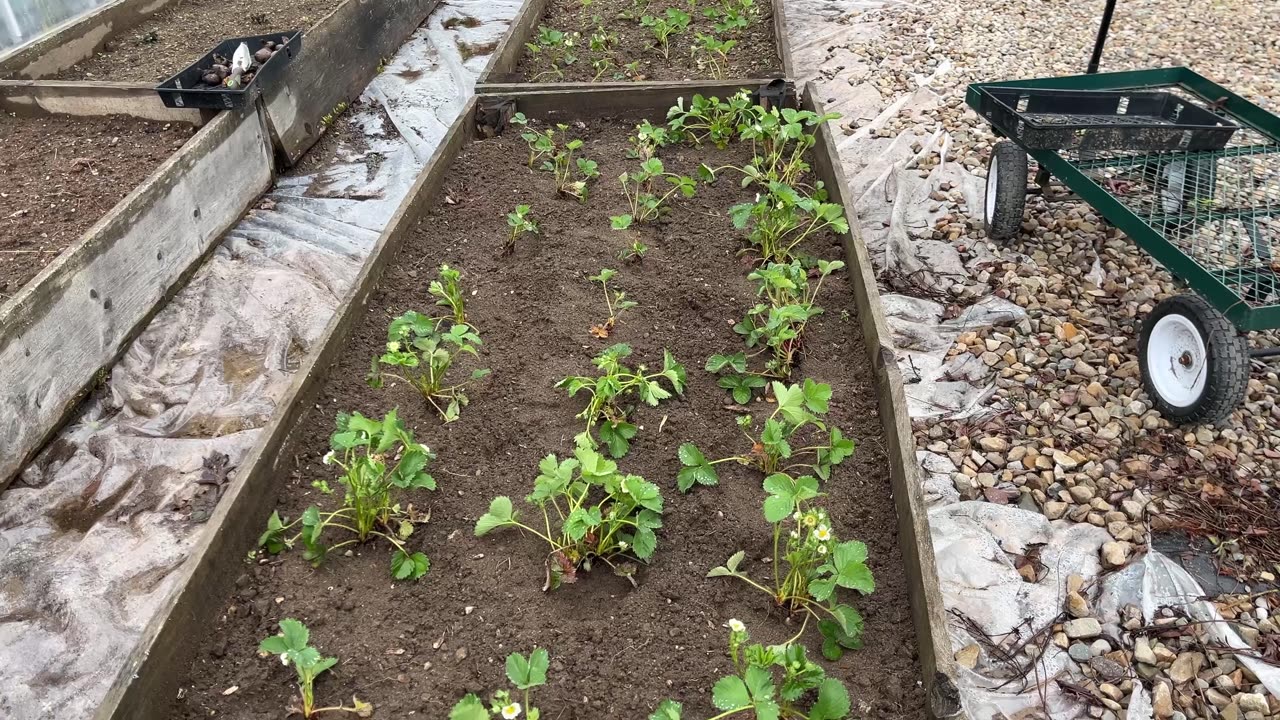 Strawberry growing methods