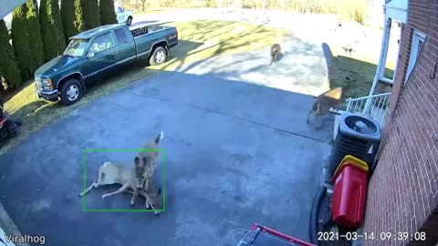 Daily Dose of Animal Videos
