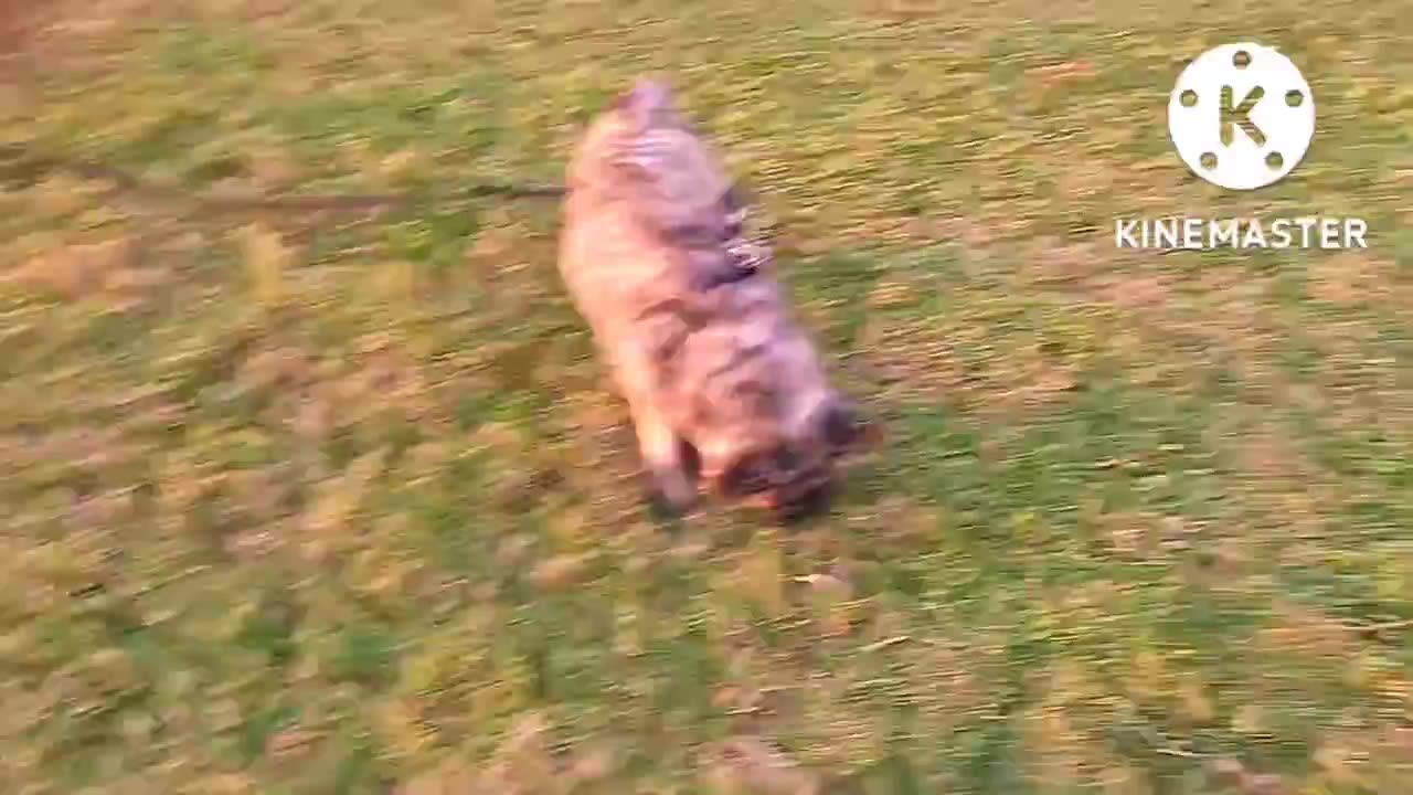 Pug Zeus Chronicles Cool Day Ball Run