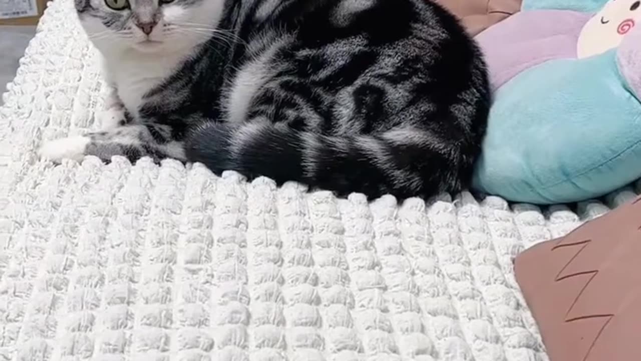 Funny and cute animal