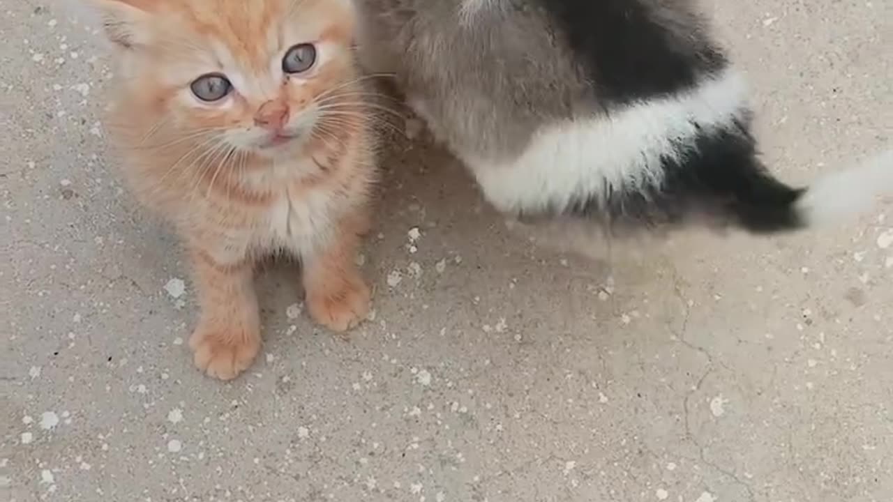 Cat 💓 Dog