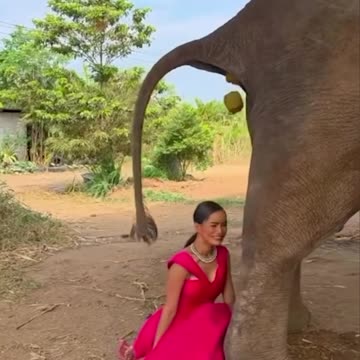 Elephant said "CATCH THIS"