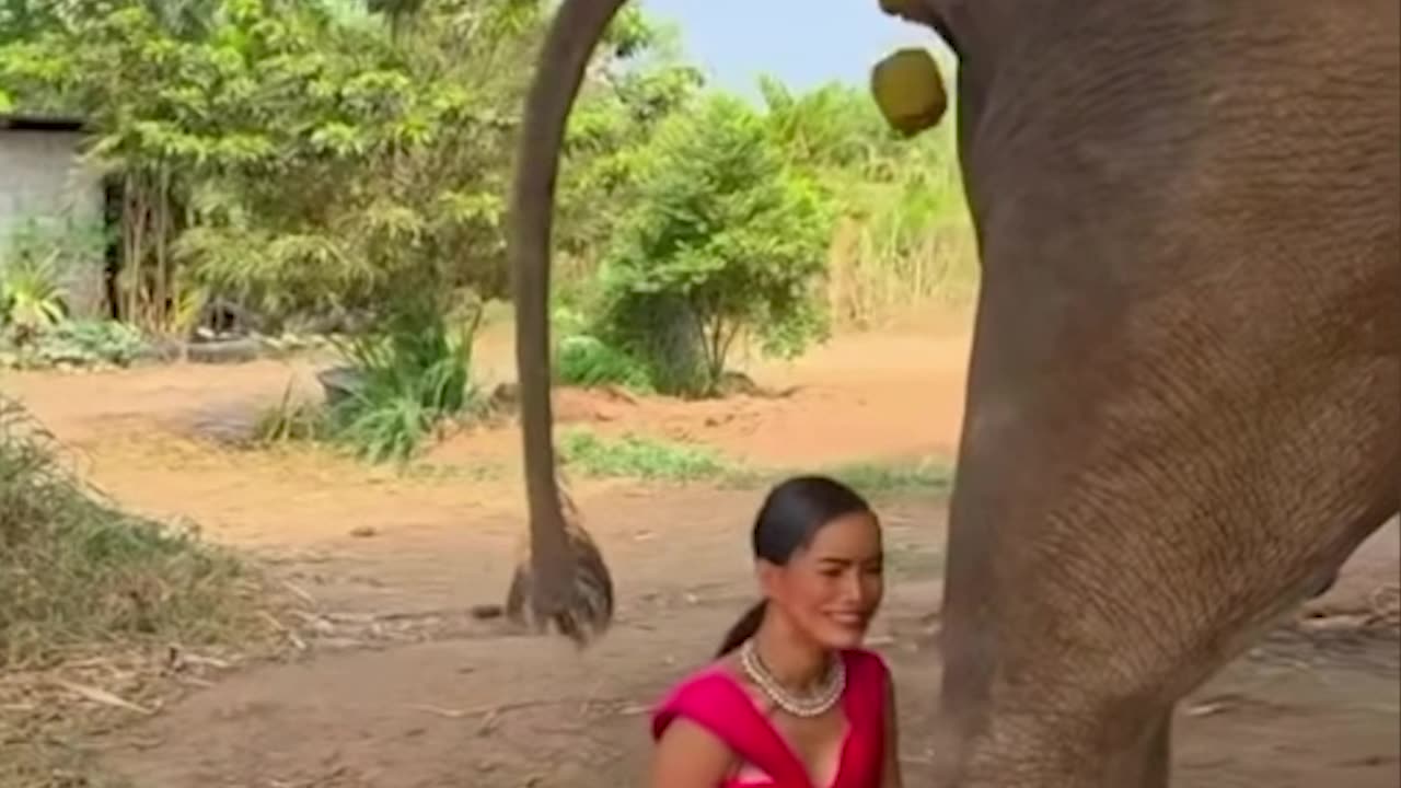 Elephant said "CATCH THIS"