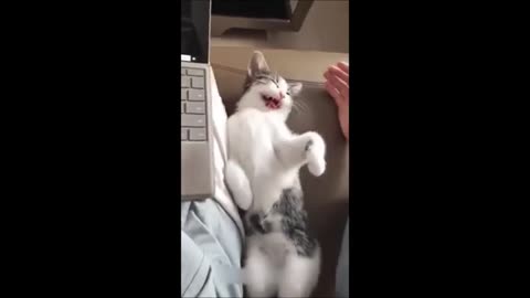 Funny cats/ dogs - Funny animal videos