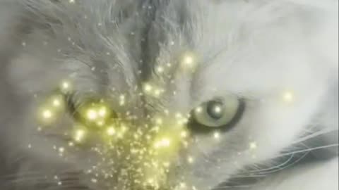 This Cat Has More Drama Than a Soap Opera… And I’m Here For It