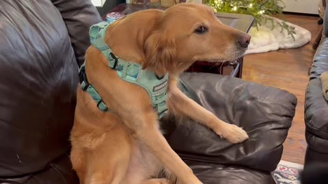 Likes Going Outside, Hates Wearing Her Harness