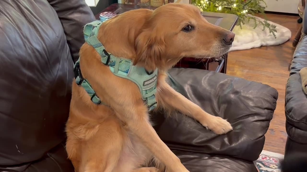 Likes Going Outside, Hates Wearing Her Harness