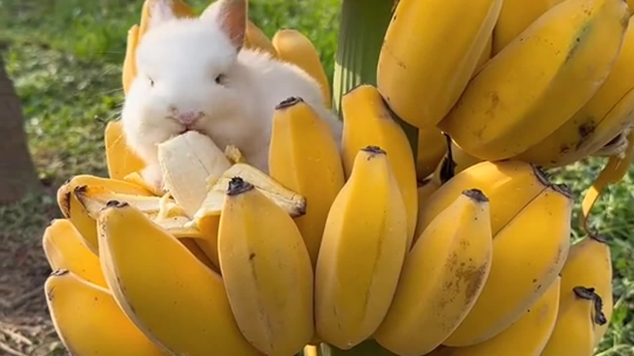 Fruits lovers