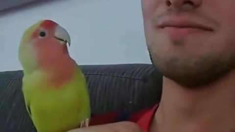 Hilarious Parrot Moments | Talking, Dancing & Total Chaos! । funny clip ।।