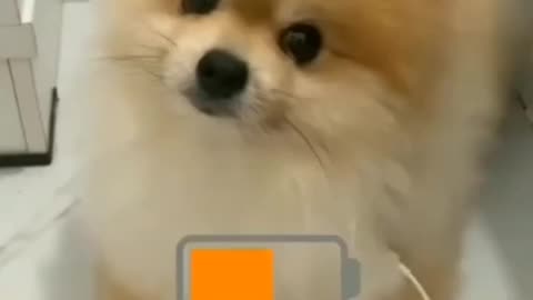 pomeranian powers up after charging 😂
