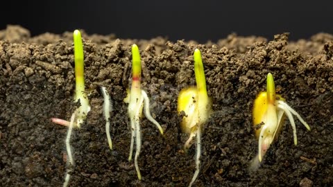 Fast Growing corn 🌽🌽