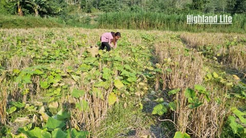Village Girl's Harvest: Beans, Melons & Tangerines Market Vlog
