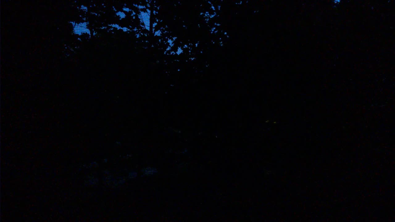 Blue Jay bird call and answer 2 - dim sound only