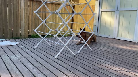 backyard hangout 3290483209