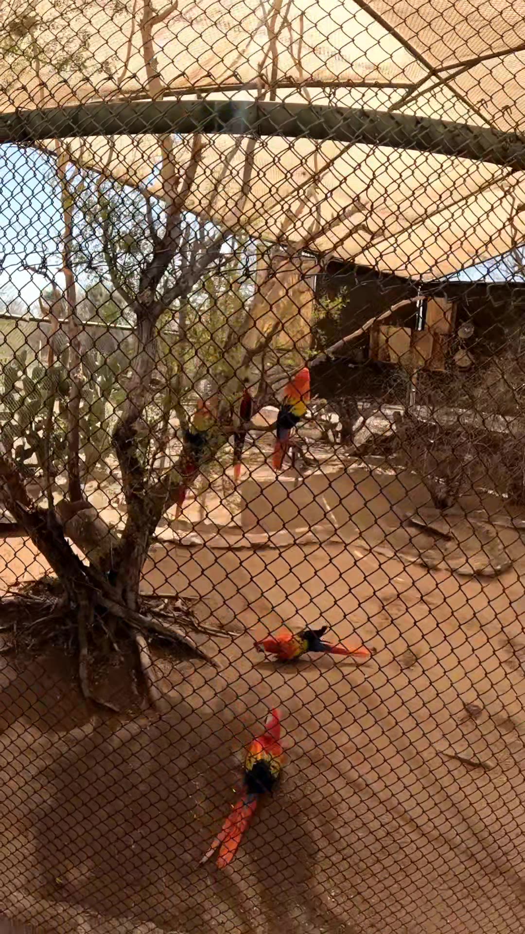 Scarlet Macaws at a Zoo in Hermosillo Sonora Mexico