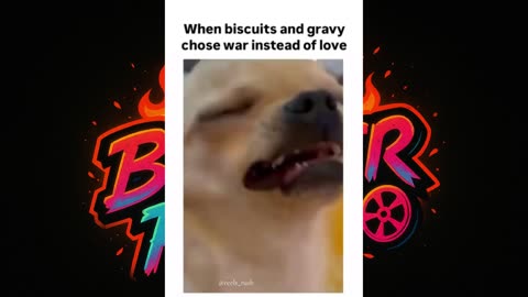 🤣 Funny Chihuahua Duo Moments | Biscuit and Gravy"