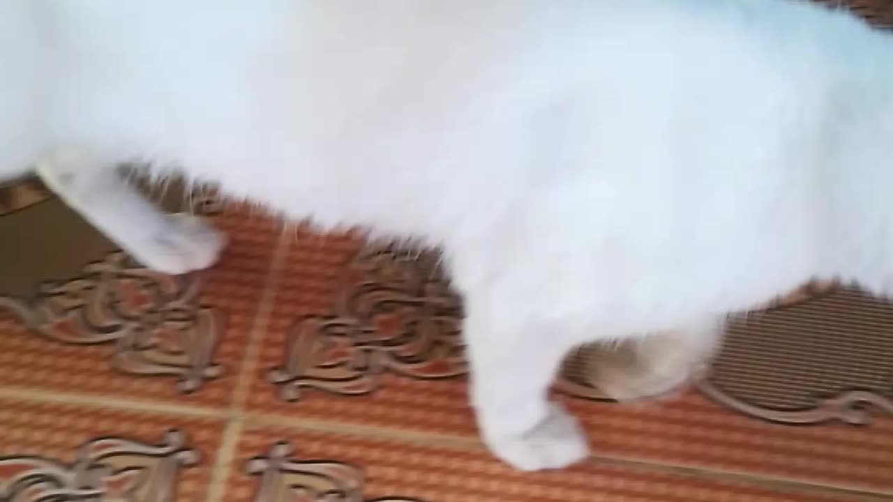 White cat