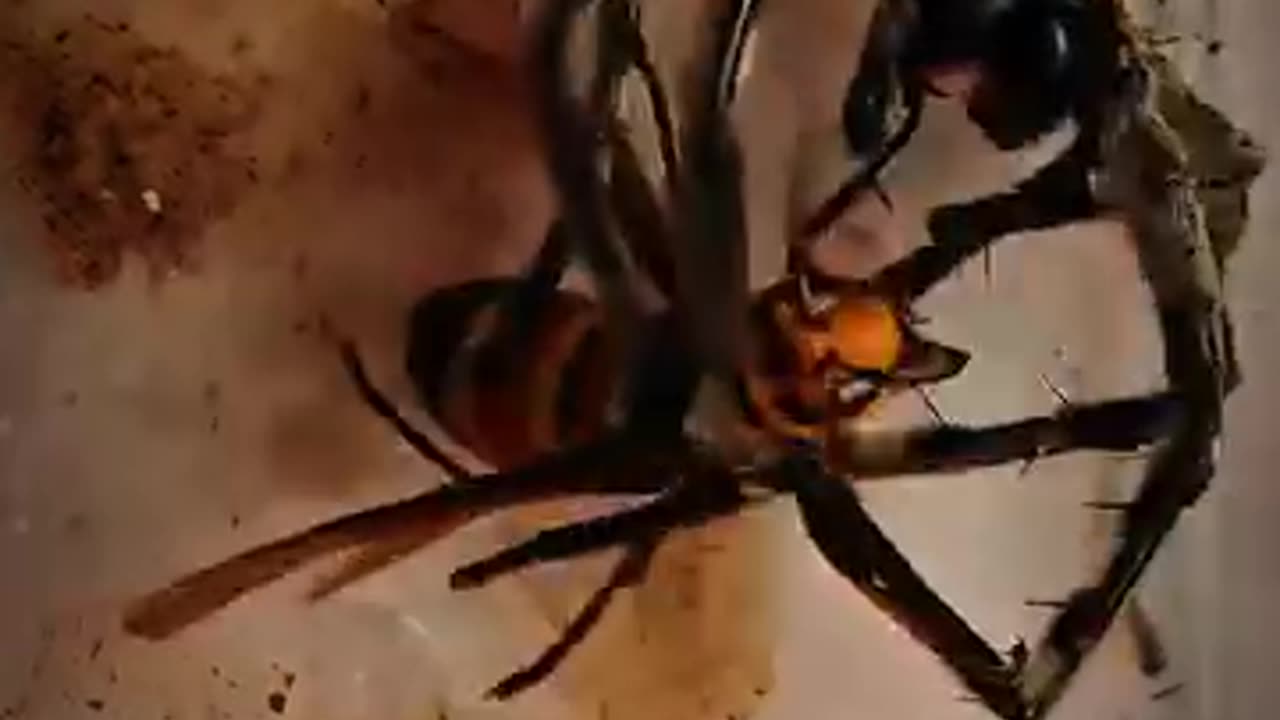 Spider Vs. Hornet