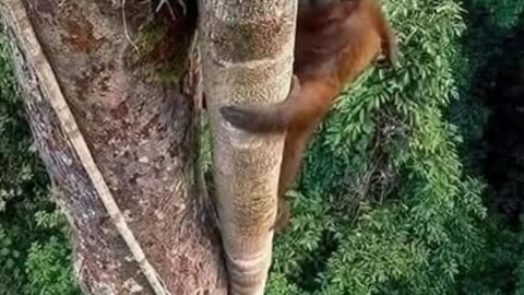 Climbing That Big tree