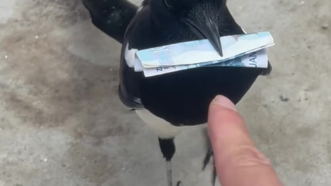 "๐๐ฆ Naughty Bird Took the Money & Wonโt Give It Back! ๐ธ๐คฃ"