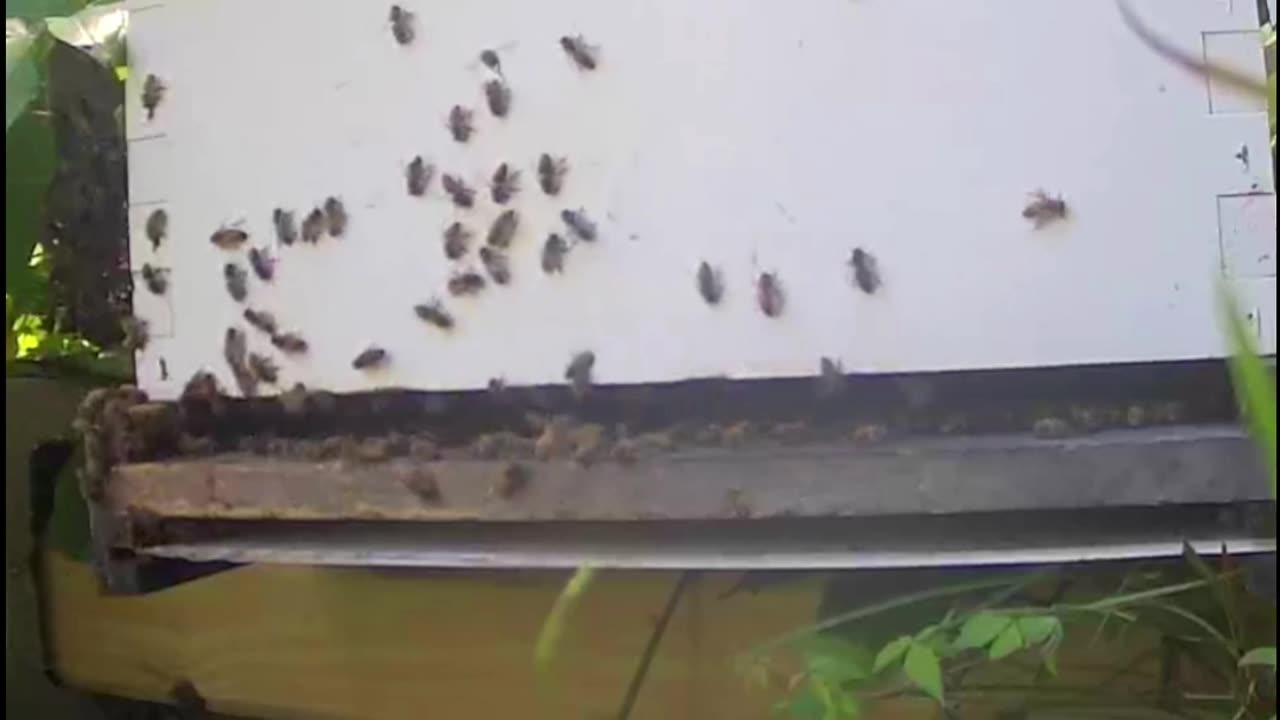 Bees on a Tuesday Afternoon