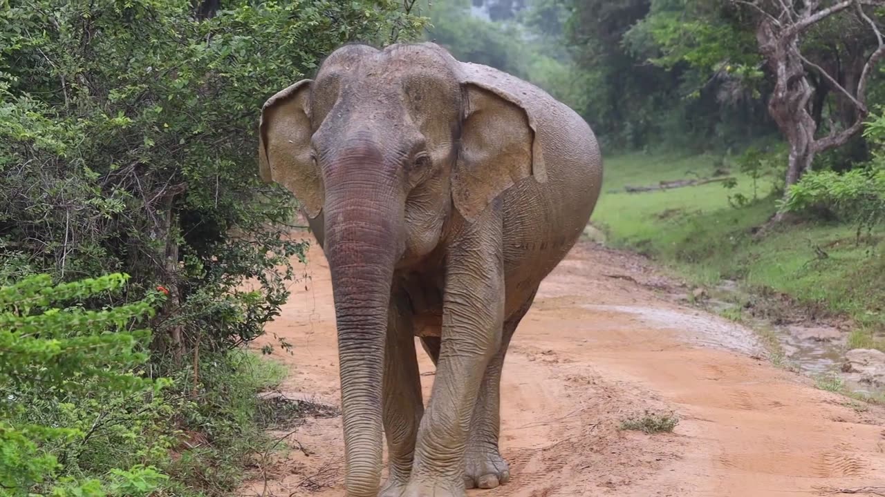 Wild Elephant, Yala National Park , Sri Lanka